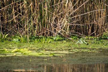 Landscape with waterline and birds in Danube Delta,  Romania,  in a summer day