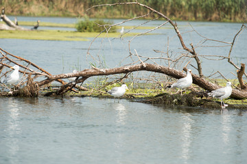 Landscape with waterline and birds in Danube Delta,  Romania,  in a summer day