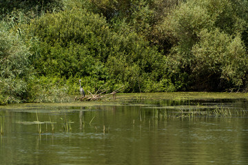Fototapeta premium Landscape with waterline and birds in Danube Delta, Romania, in a summer day