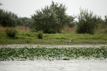 Landscape with waterline and birds in Danube Delta,  Romania,  in a summer day