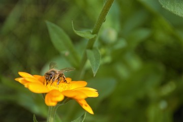 
bee collecting honey