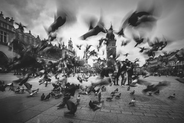 Pigeons in Cracow Main Square. Malopolska Poland 