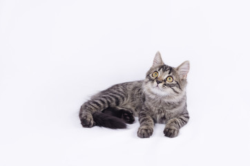 Fototapeta na wymiar Little striped kitten isolated on white background