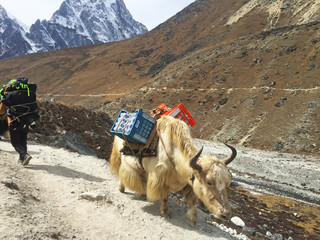 Hardworking Yaks in Nepal, on the way to Everest Base Camp