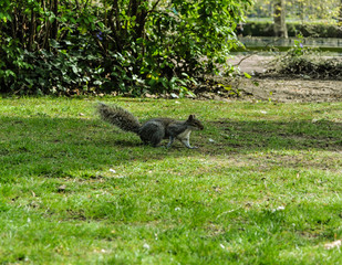Fototapeta premium squirrel in the park