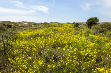 rapeseed field in spring