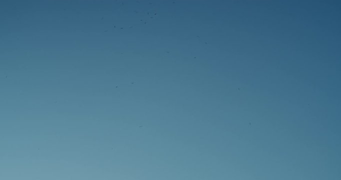 a swarm of mosquitos flying around