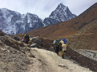 Hardworking Yaks in Nepal, on the way to Everest Base Camp