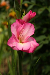 Naklejka premium Pink gladiolus close-up. The idea of ​​designing cards with flowers. For wallpaper, backdrop and postcard. 