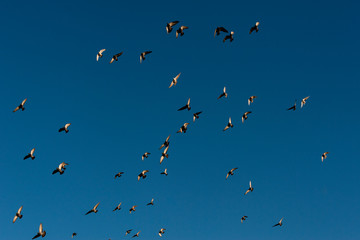 Flock of birds in the winter sunset light against the blue clear sky.
