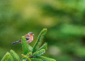 Male chaffinch perched on green pine tree branch with blurred background