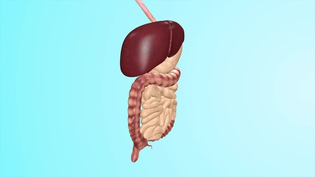 3D Animated Human Digestive System Close Up Presentation Medical Analysis Education 4K UHD