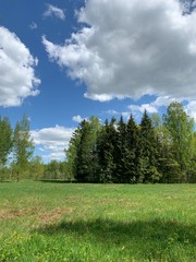 Fototapeta na wymiar Green field with trees background
