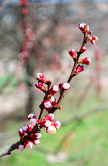 cherry blossom in spring
