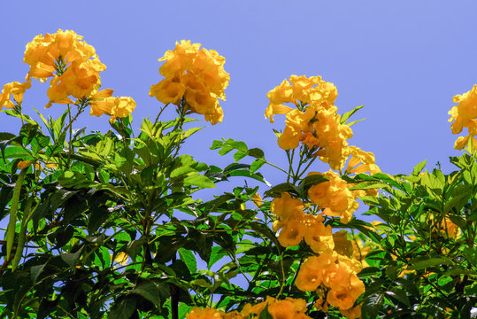Low angle shot of yellow tekoma flowers under blue sky