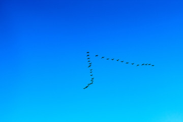A flock of cormorant flight through the clear blue sky