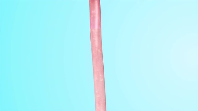 Human Digestive System Close Up Presentation Medical Analysis Education 4K UHD