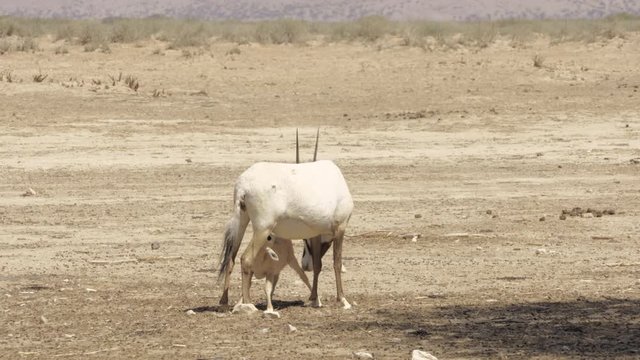 White Oryx Oryx leucoryx Mother breastfeeds young