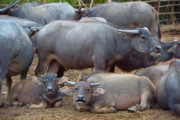 Thai buffalo