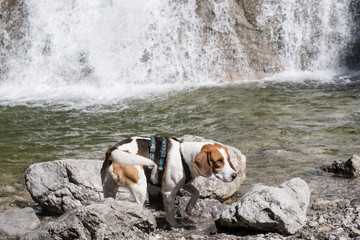 Beagle am Glasbachwasserfall