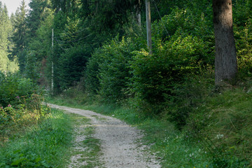 Obraz premium Sentiero di montagna tra gli alberi