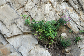 Naklejka premium Flower growing on vertical granite rock