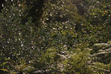Vegetation in the countryside