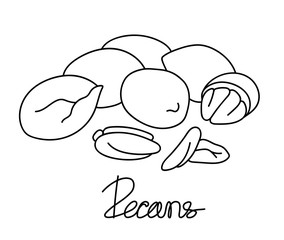 Pecans nut line element.Graphic sketch. Hand drawn. Simple illustration