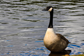 canada goose swimming