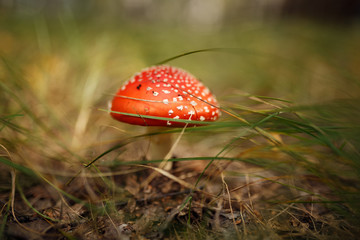 fly agaric mushroom