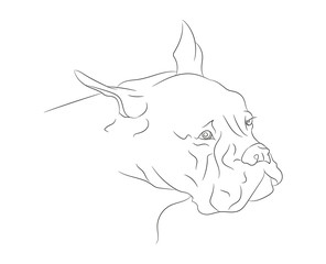dog portrait vector illustration, line drawing, vector