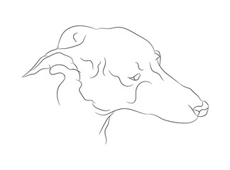dog portrait vector illustration, line drawing, vector