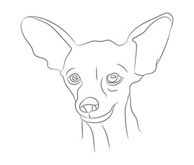 dog portrait vector illustration, line drawing, vector