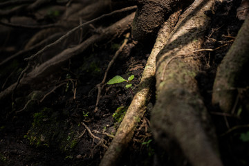 Fototapeta na wymiar small plant growing surrounded by big trees roots