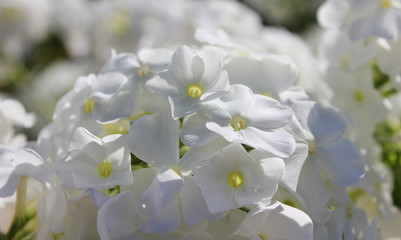 Garden phlox (Phlox paniculata) white blooming summer garden flower. Beautiful white phlox flower close up view on sunny summer day
