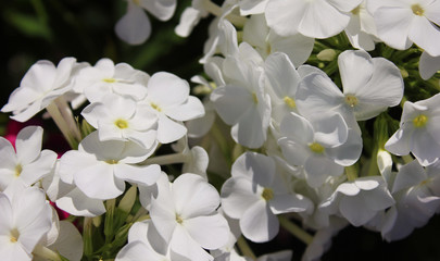White growing garden flower bulbs. Beautiful blossoming flower plant on sunny summer day. White phlox flower with warm sunshine effect wallpaper