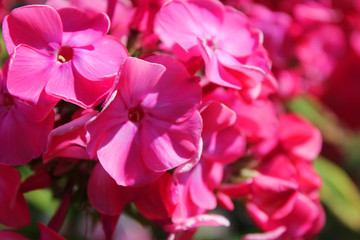Fototapeta na wymiar Phlox flower plant in outdoor backyard garden. Summer nature image of beautiful pink phlox flower, fragrant blooming plants from the polemoniaceae family