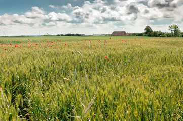Beautiful summer field with corn poppies and cornflowers at sunny day