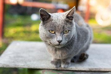 cat Russian blue