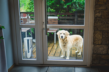 Pies golden retriever patrzy samotnie przez szybę © Dawid