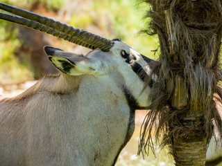 Closeup shot of a Gemsbok antelope feeding on tree bark