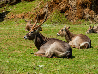 Beautiful shot of Gemsbok antelopes resting in a field