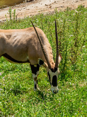 Vertical shot of a Gemsbok antelope feeding on grass