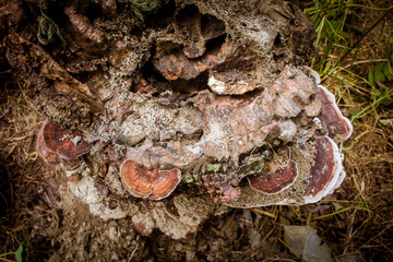 Close-Up Of Old Tree Stump Covered Moss Fungus.