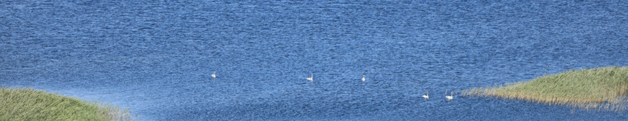 flock of birds on the shore