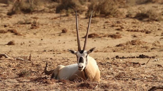 Arabian Oryx Lies down and raises a rumen negev desert Israel
