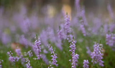 A close-up on the heather in the forest