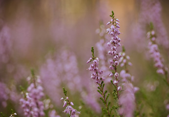 a close-up on the blooming heather