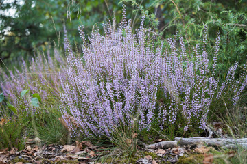 purple heather growing in the forest