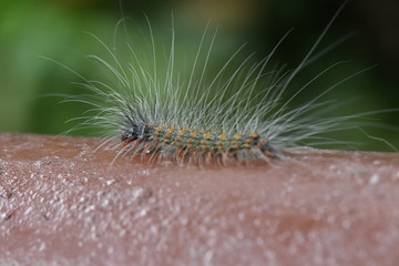 caterpillar on a leaf